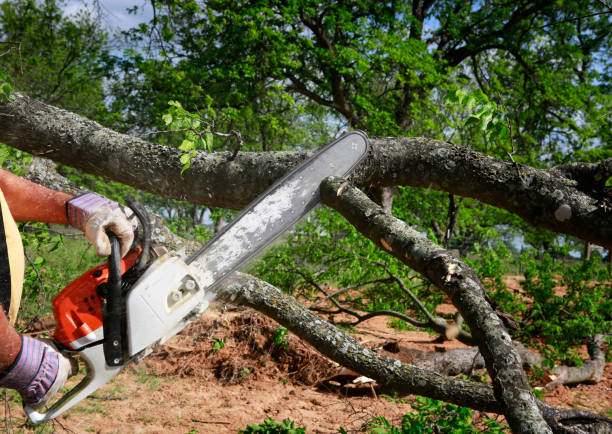 How Our Tree Care Process Works  in  Milton, NY